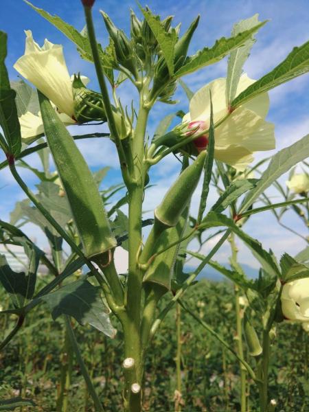 冷凍おくら（徳島産）　1kg（200ｇx５）　冷凍オクラ　国産