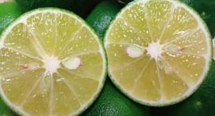 徳島産すだち　酢橘　訳アリ　1kg/箱　　酢橘　すだち