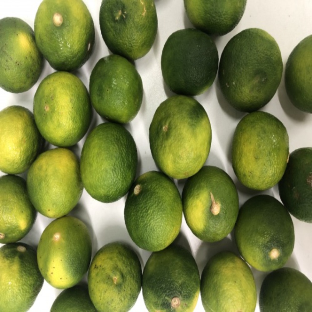 徳島産すだち　酢橘　訳アリ　1kg/箱　　酢橘　すだち