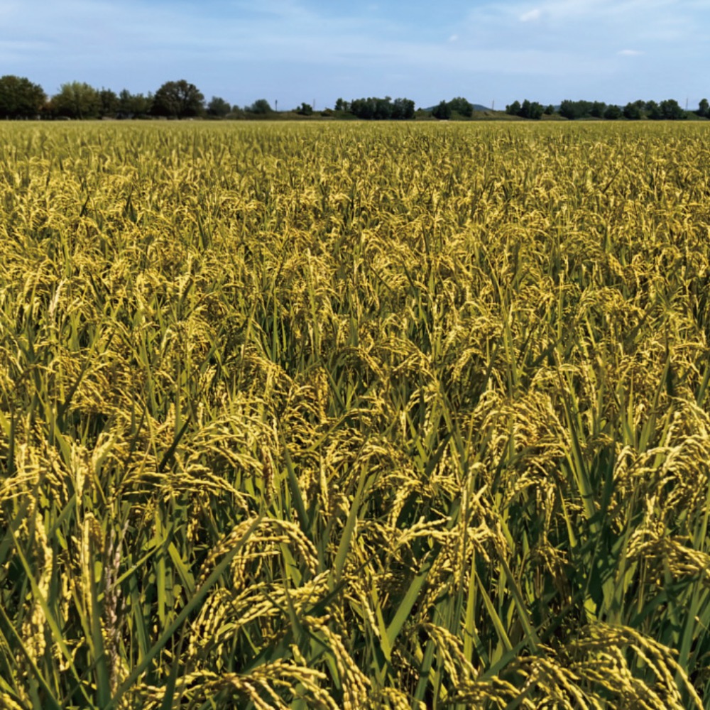 玄米　令和7年度産【宮城県産】上品な甘さのお米つや姫　30kg