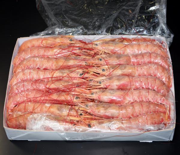アルゼンチン赤海老　アルゼンチン赤エビ　L1　モスクッサ