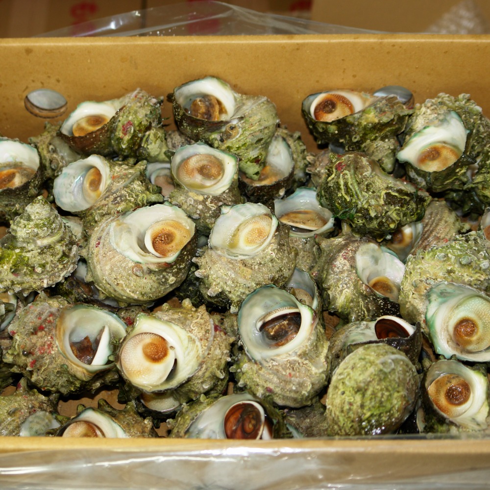 ボイルサザエ　大　冷凍　石川県　能登産　5ｋｇ