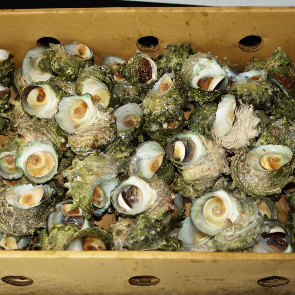 ボイルサザエ　中　冷凍　石川県　能登産　5ｋｇ