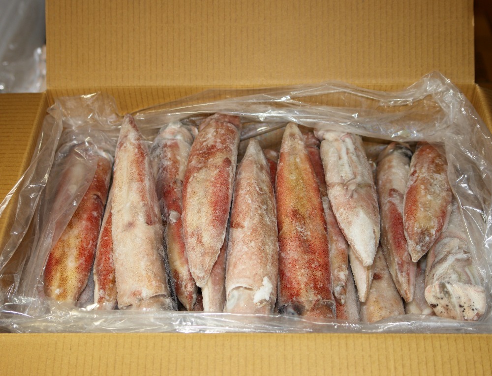 船凍　ヤリイカ　21-25　（福岡産）