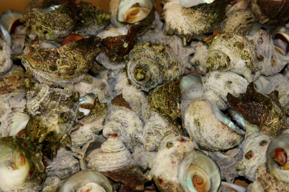 ボイルサザエ　小　冷凍　石川県　能登産　5ｋｇ