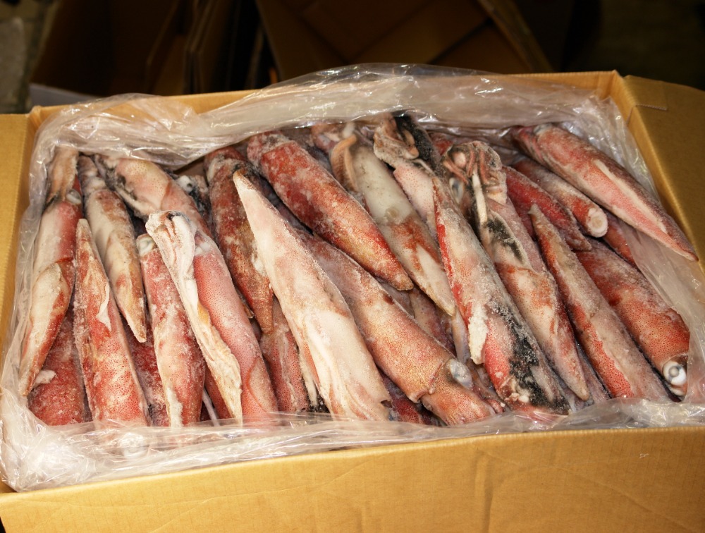船凍　ヤリイカ　61-70　（福岡県産）函館箱
