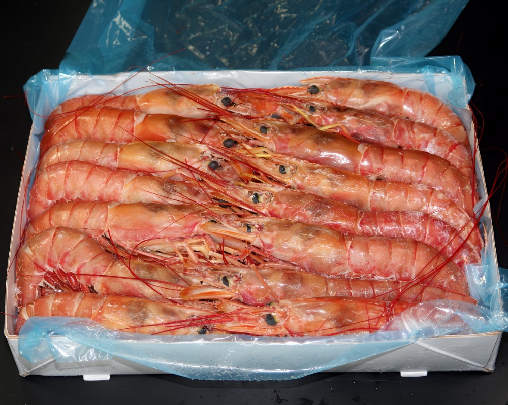 アルゼンチン赤海老　アルゼンチン赤エビ　L1　ソリメノ