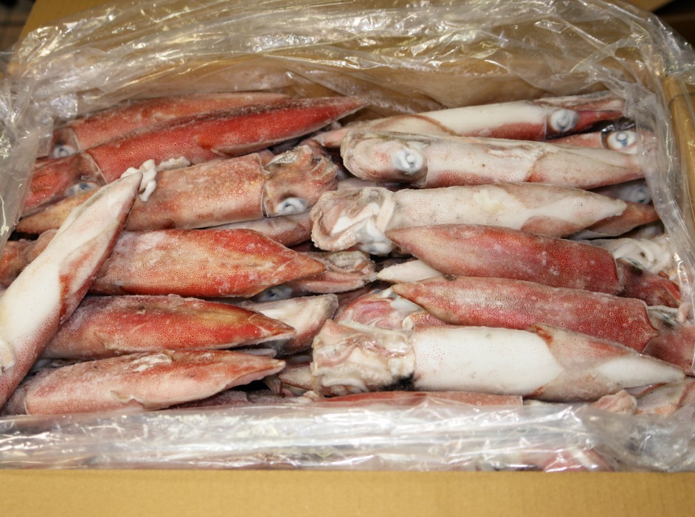 船凍　ヤリイカ　51-60　（福岡産）