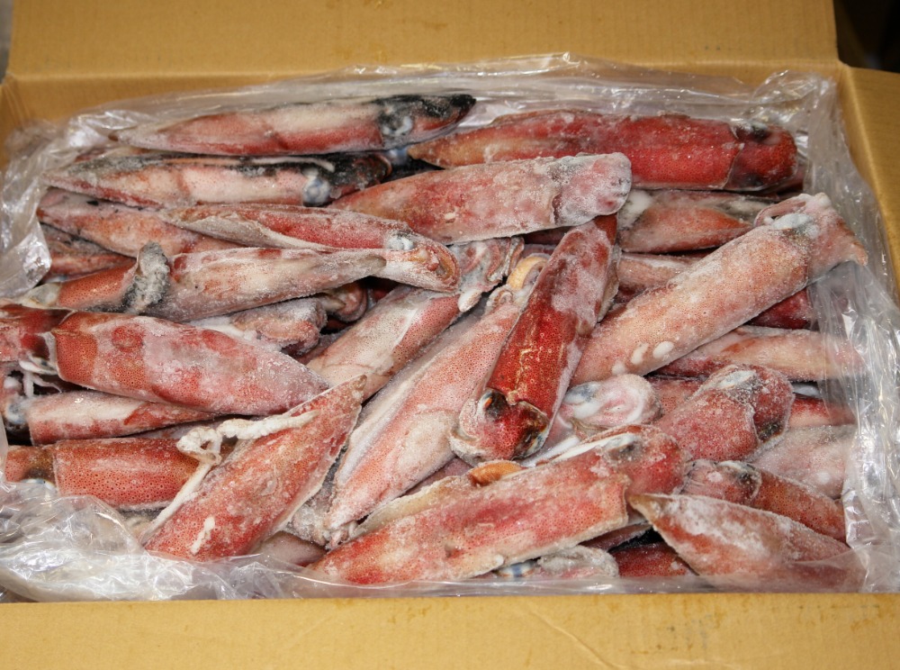 船凍　ヤリイカ　71-80　（福岡産）