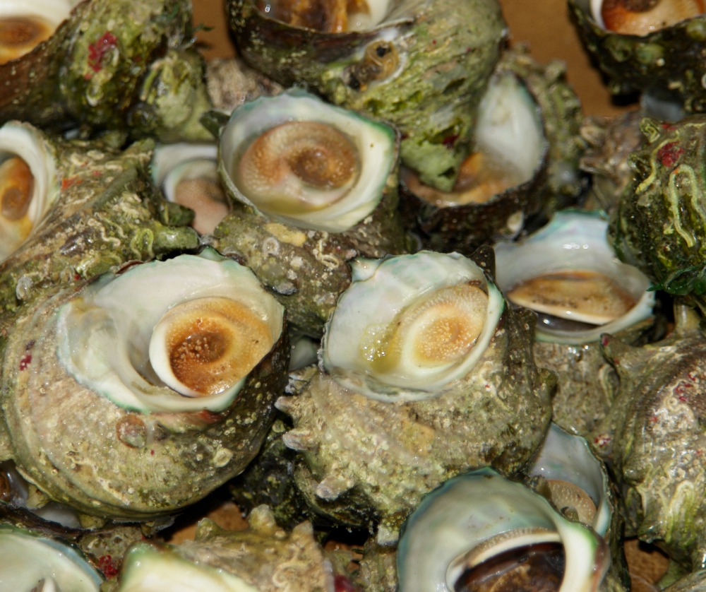 ボイルサザエ　大　冷凍　石川県　能登産　5ｋｇ