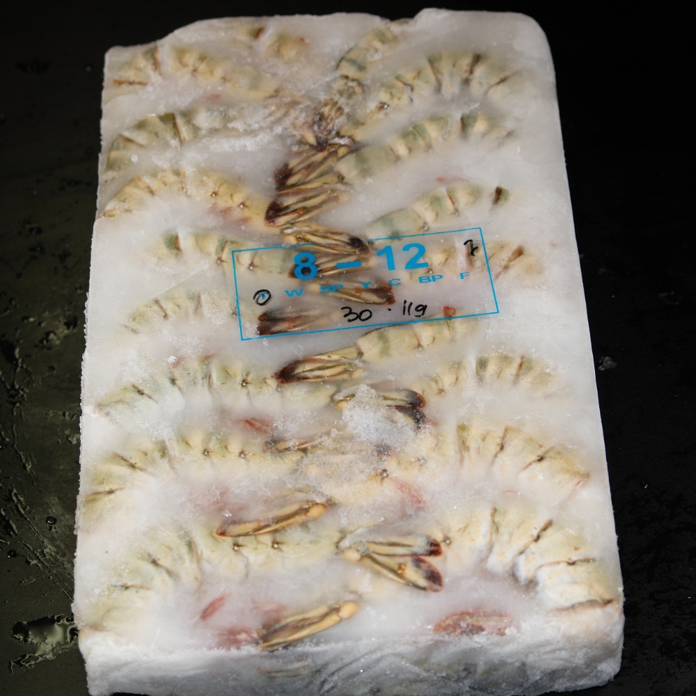 ブラックタイガー　8/12　インドネシア　ゴールデンヒルブランド