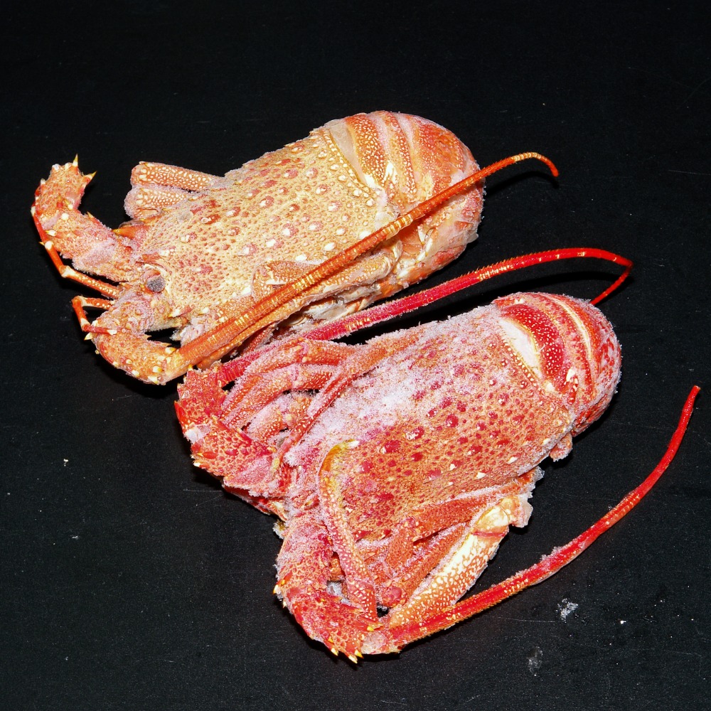 ボイルロブスター　ハーフカット　トリスタン　60尾　10ｋｇ