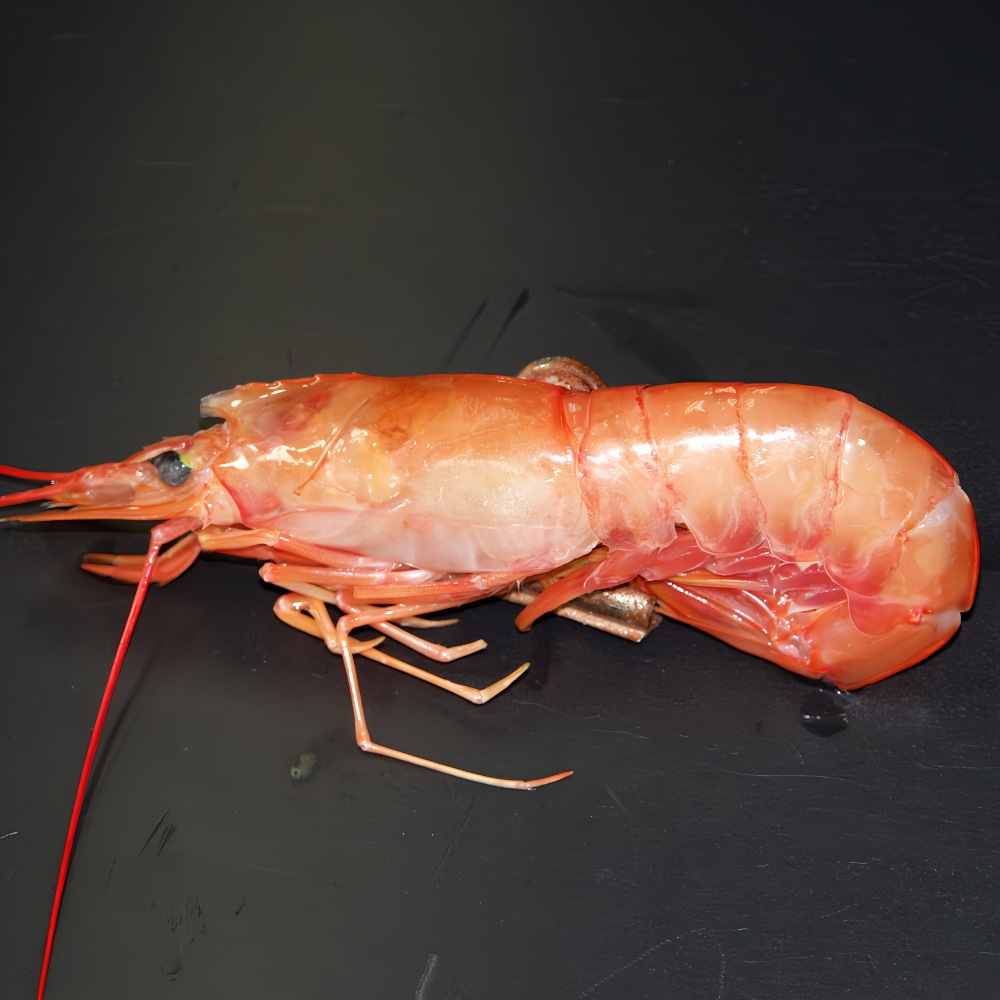 アルゼンチン赤海老　アルゼンチン赤エビ　L1　ソリメノ