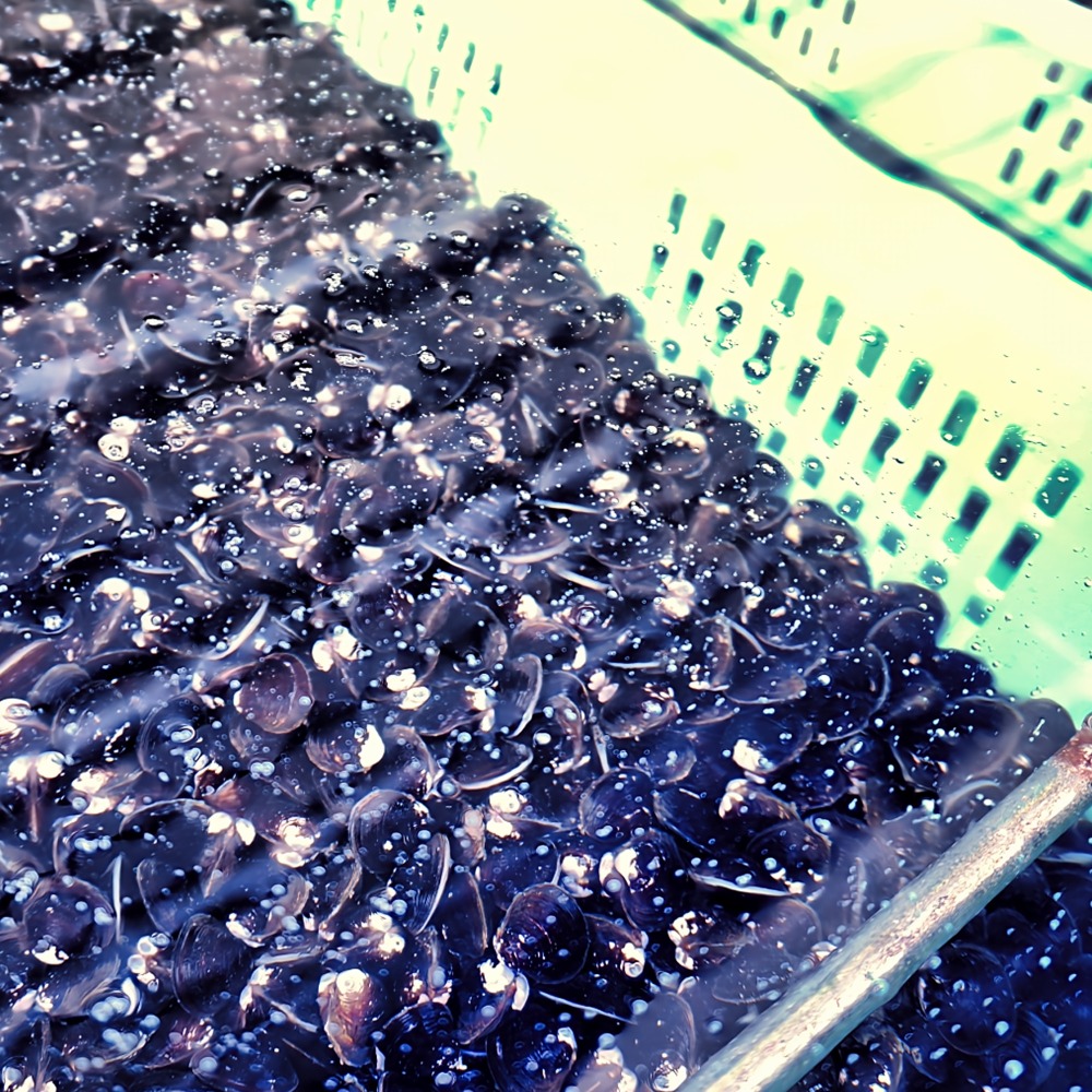 冷凍しじみ　青森　十三湖産　200ｇ　