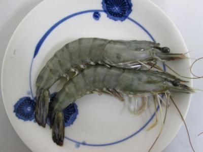 �L���k�tBT�C�V�@1.3kg/60��