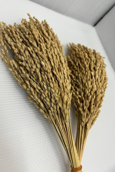 稲穂の華（水引なし）　100本