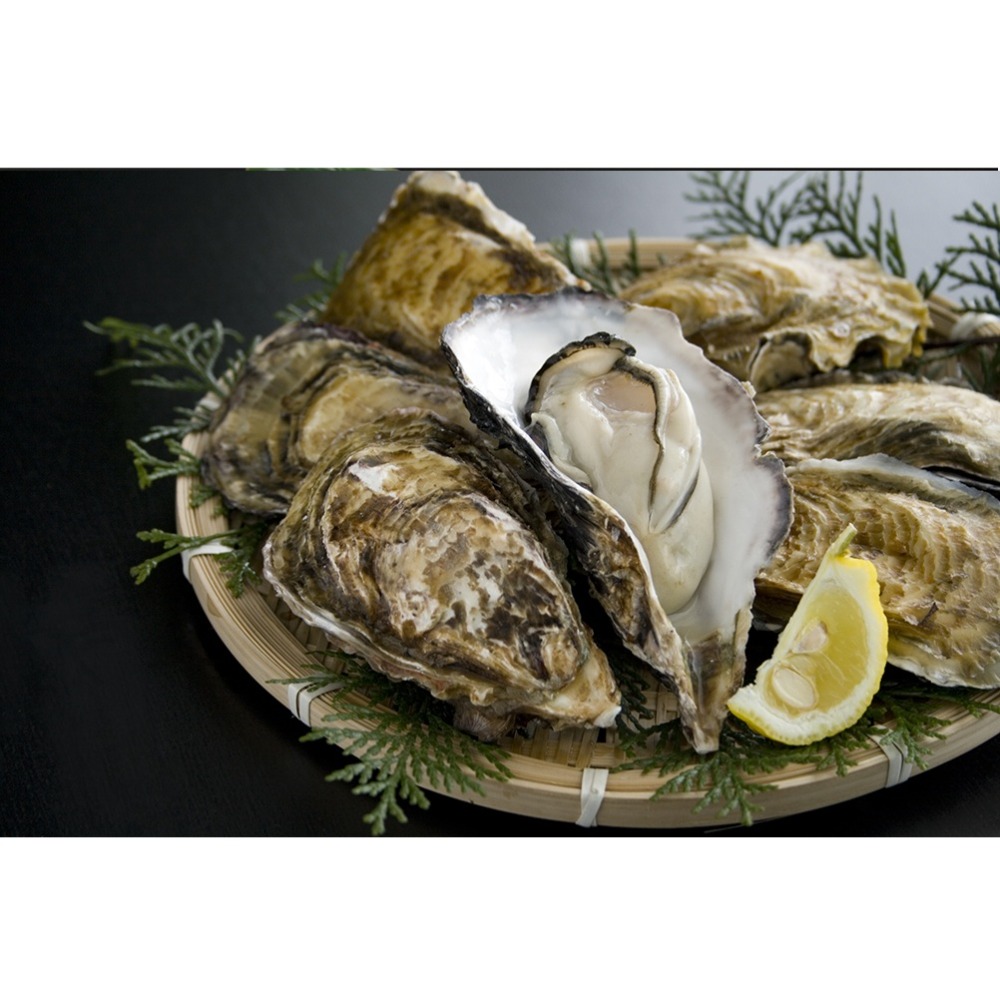 �L�����Y�@���H�p�k�t�����y�@�@�k�T�C�Y�@1kg�@