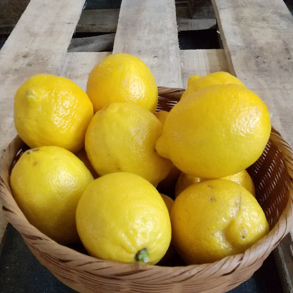 【太田市場直送】アメリカ産レモン　70玉　10kgセット