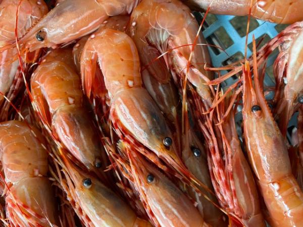 ボタンエビ　特大　SJサイズ　約14尾　