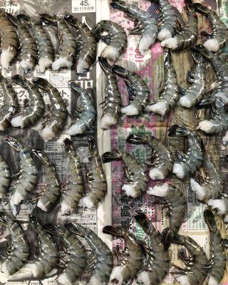 ブラックタイガー8-12　BT無頭　1.8キロ