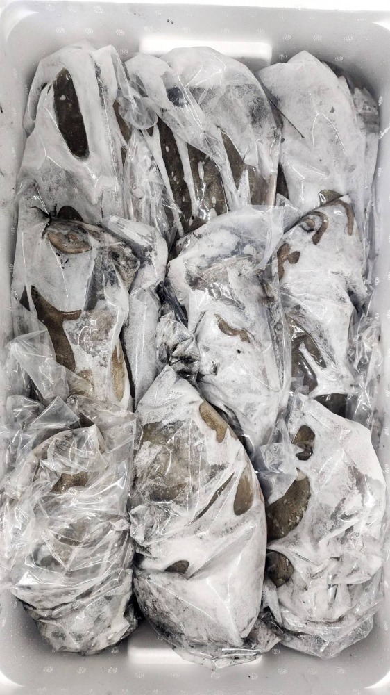 【富山湾】紋甲イカ（甲イカ）7kg　11杯