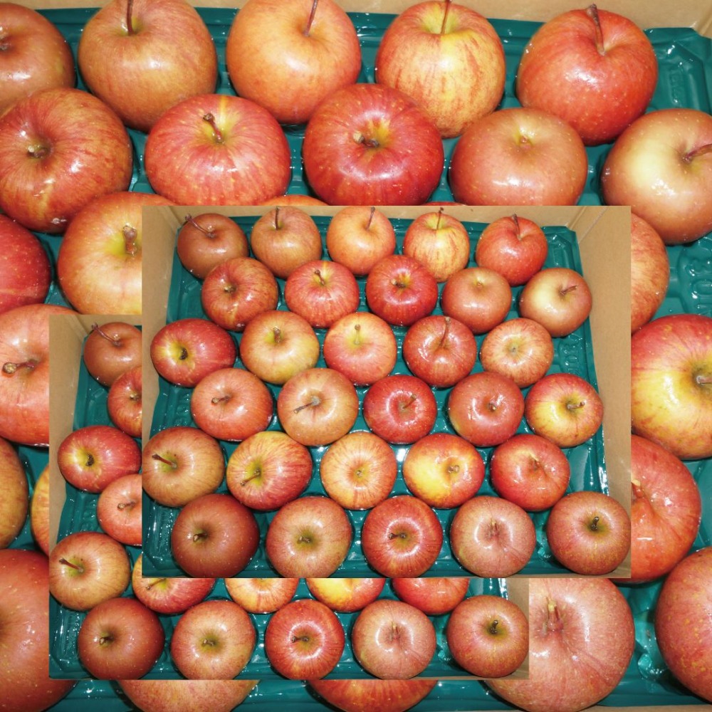 【新商品】【新商品】サンふじ　訳あり　ご家庭用　小玉　46-65玉程度　１０kg　