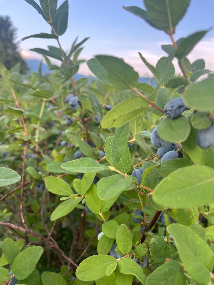 北海道清里町産冷凍ハスカップ1kg