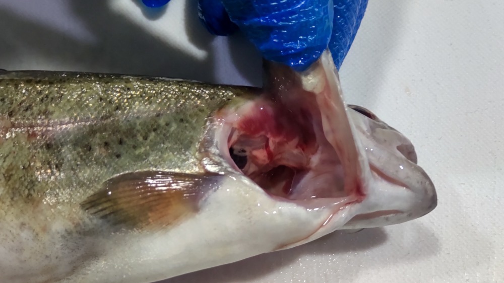 富士山の湧水育ちニジマス　ツボ抜き12尾/kg（セミドレス）