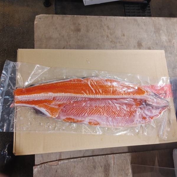 �k�C���Y�@�V�R�L���@�Ì��@�g���t�B���[