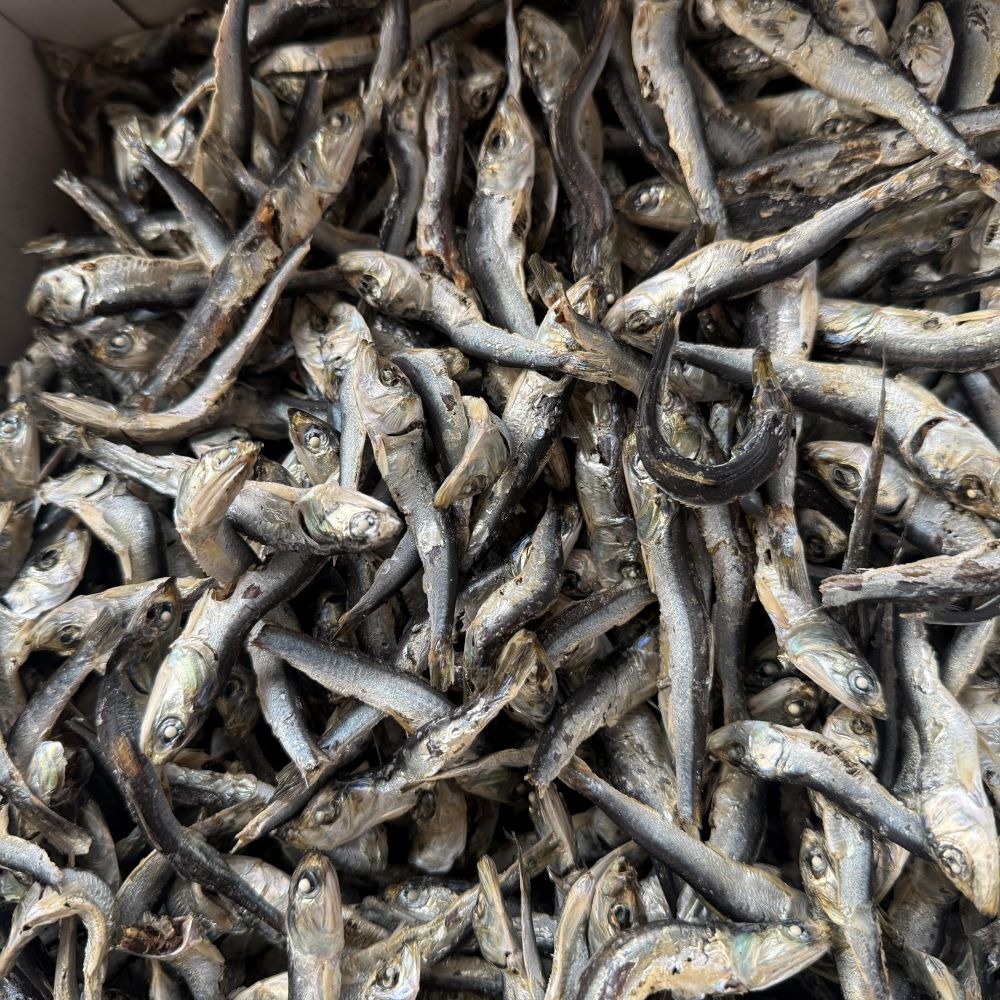 �y�����ʁz�y�R�����Y�z�܂��킵�ϊ���(�j�{�V�E��)�@7cm〜9cm�@8kg