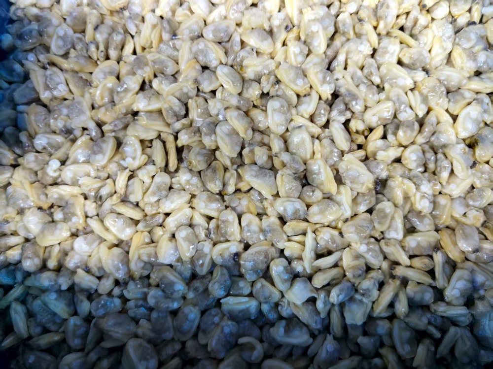 �{�C�����L�A�T���@SS1000-1500�@������SS