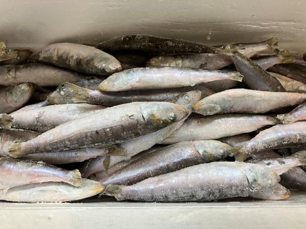 【美味しい！】【冷凍】舞阪港直送　小イワシ