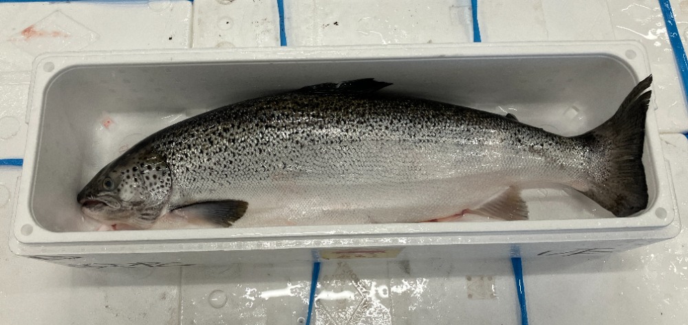 【チルド】タスマニア産養殖アトランティックサーモンセミドレス