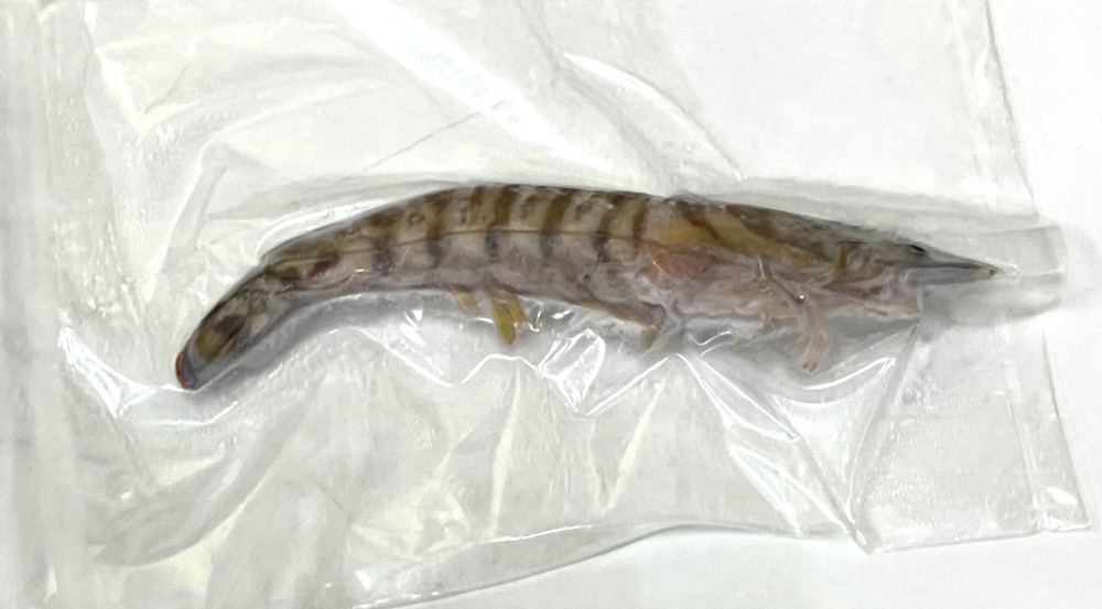 【天然・愛知県産】くるまえび　40〜50g／尾　計50尾