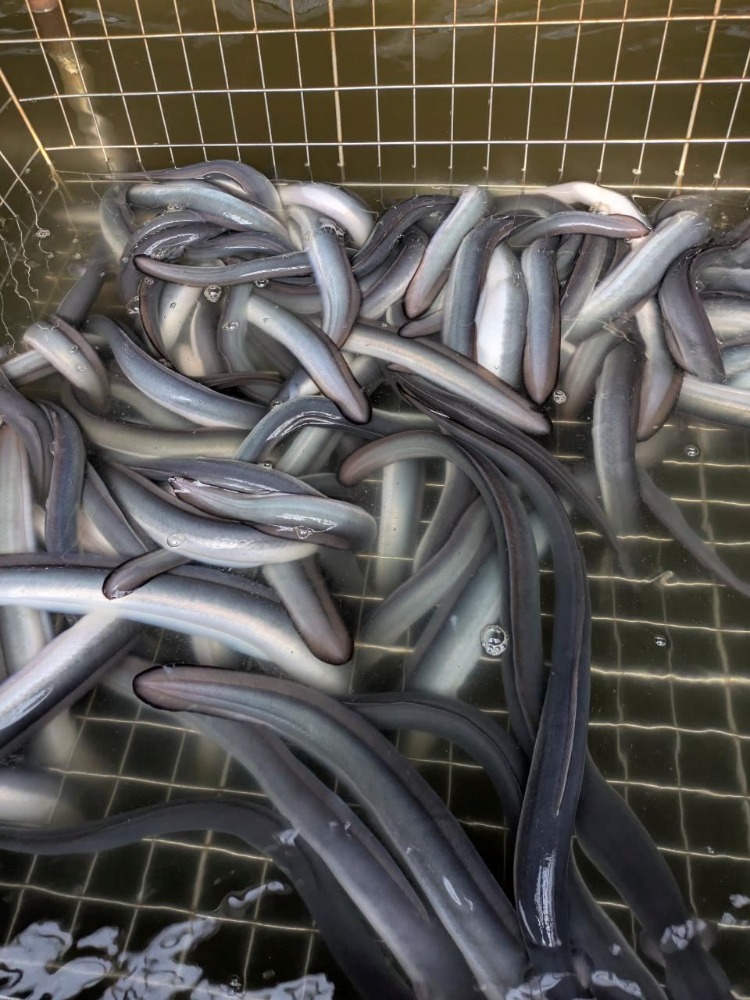 (冷凍)　国産（浜名湖産）鰻白焼（背開き　蒸し有り　頭無し）