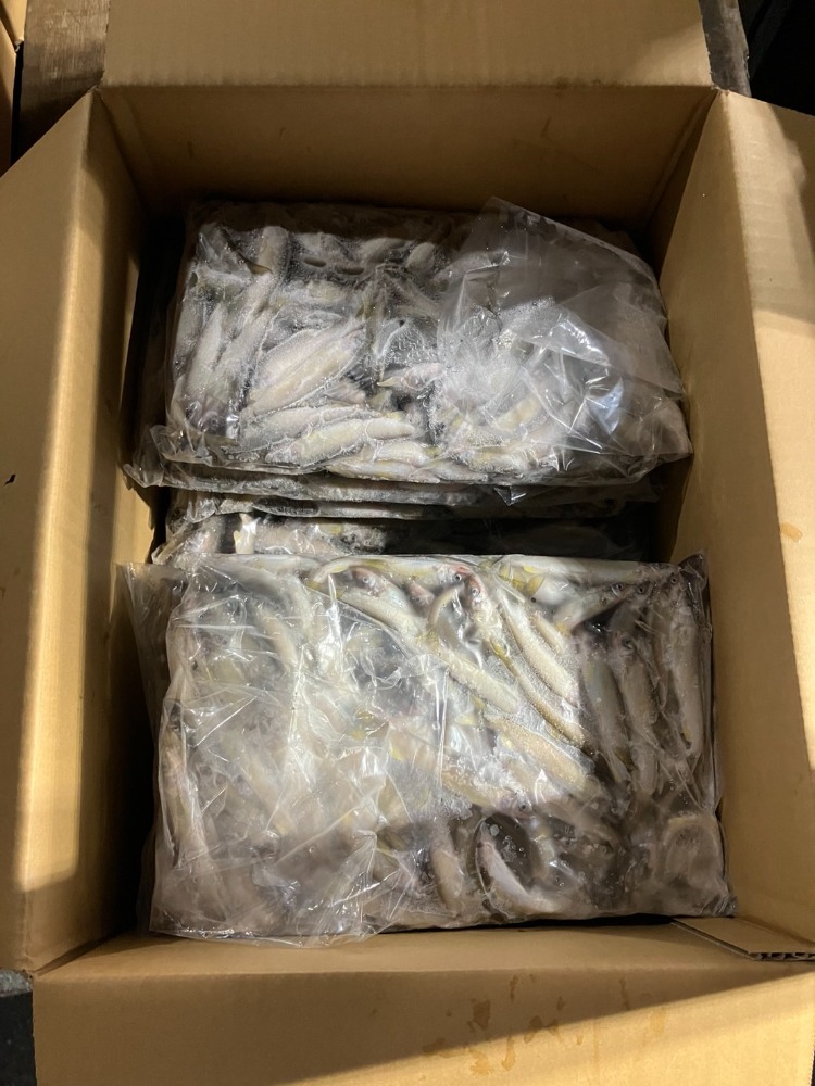 岐阜県産　養殖　稚鮎　冷凍アユ