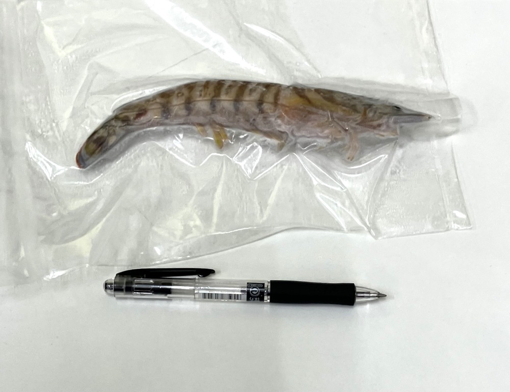 【天然・愛知県産】くるまえび　40〜50g／尾　計50尾