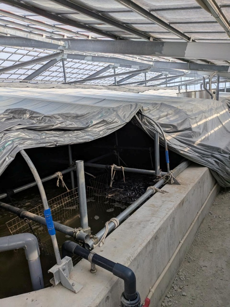 (冷凍)　国産（浜名湖産）鰻白焼（背開き　蒸し有り　頭無し）