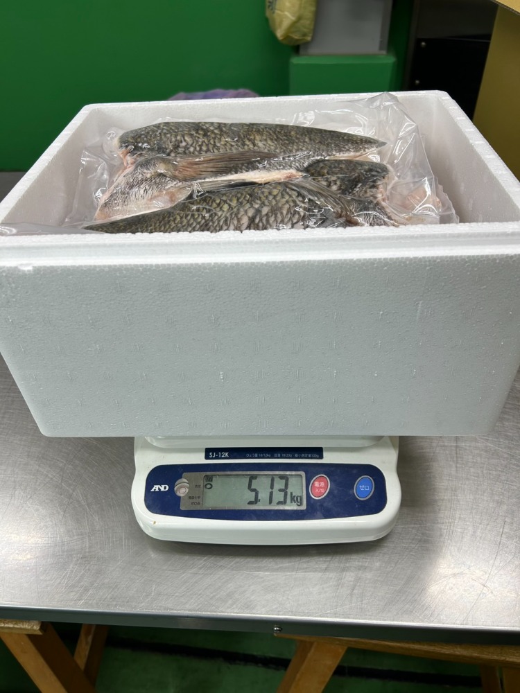 【天然】【活〆】愛知県産カマ付クロダイフィレ