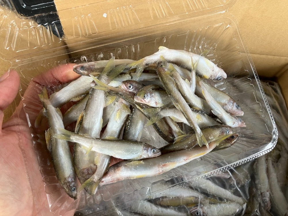 岐阜県産　養殖　稚鮎　冷凍アユ