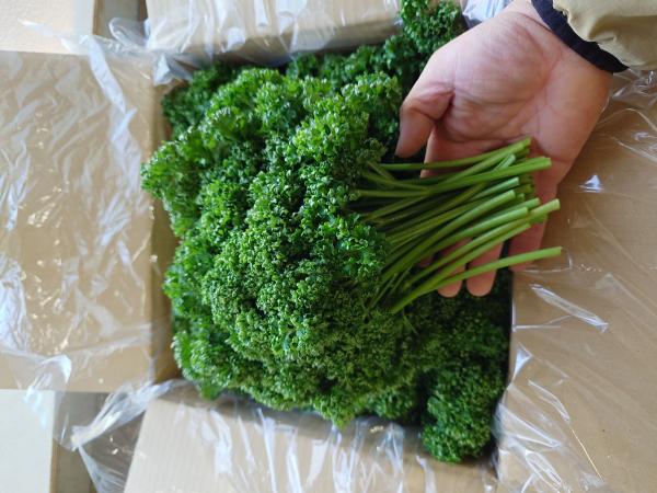 農場直送！パセリ