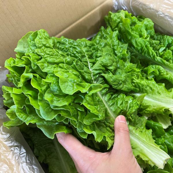 最安挑戦　ビタミン豊富　有機肥料使用　サンチュ(200枚／1箱）