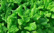 �X�܎ʐ^�E���S