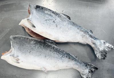 魚類-鮭｜仕入れなら業務用食材卸売市場Mマート