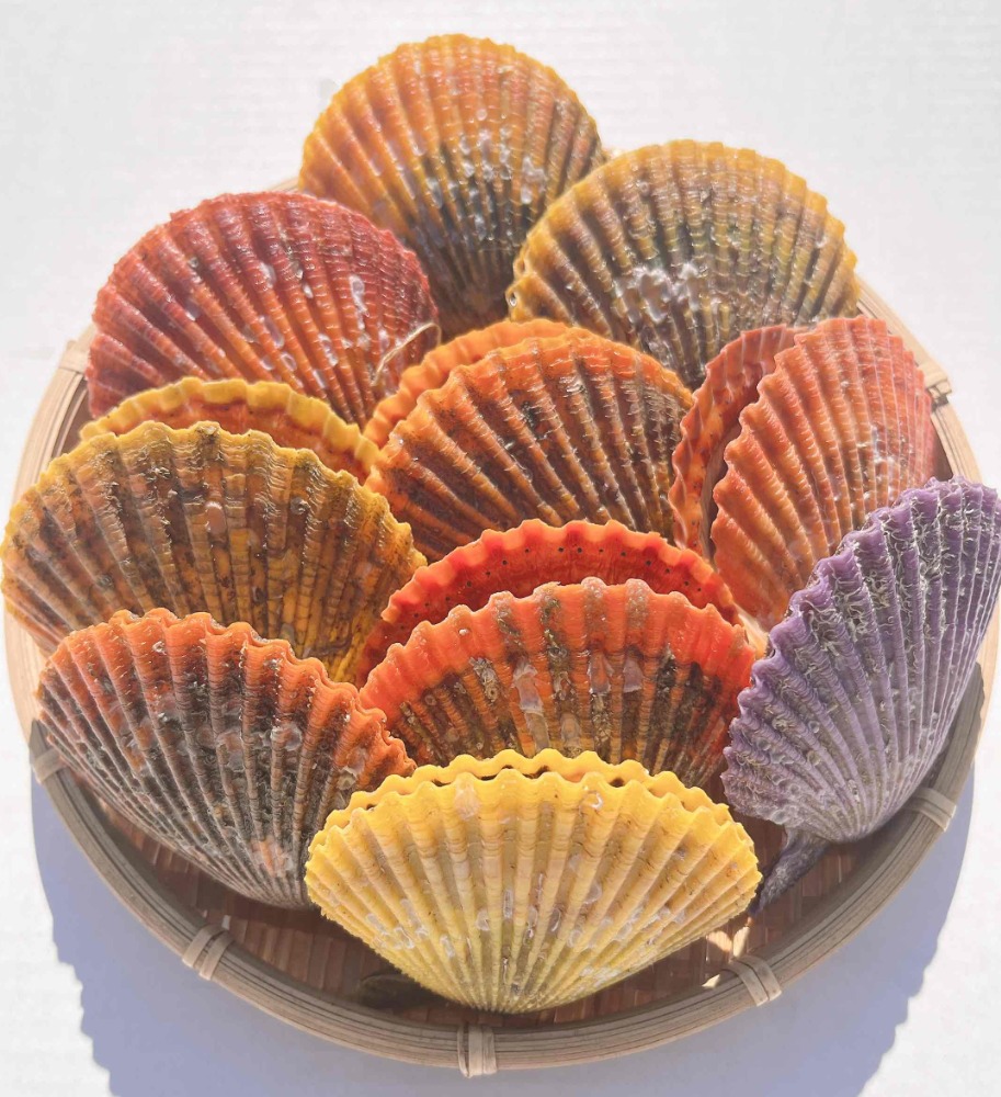 愛媛県産　　活ヒオウギ貝　8センチ　25個入り