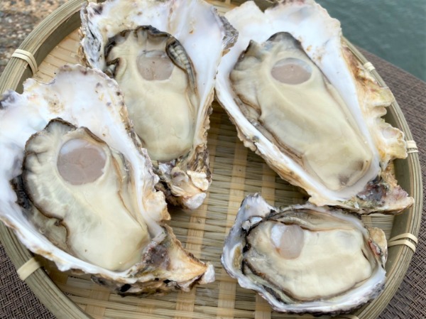 生産者直送【冷凍】　広島県産　殻付き牡蠣80〜160g/個