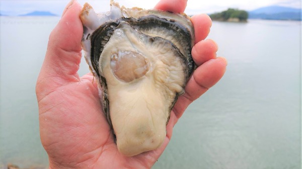 漁師直送　生食用　広島ブランドかき小町Ｌサイズ150〜200g/個