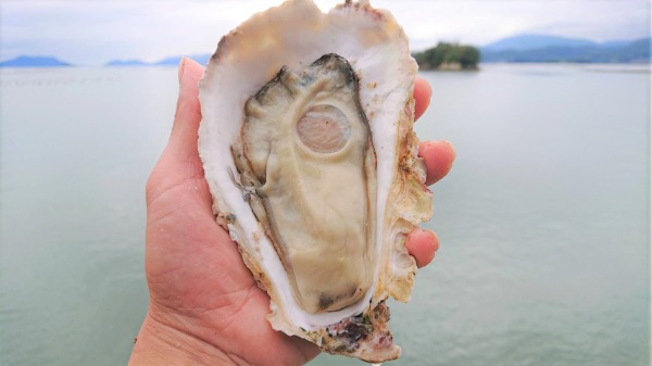 漁師直送　生食用　広島ブランドかき小町LLサイズ200〜250g/個