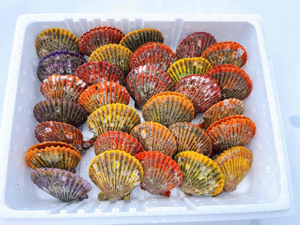 愛媛県産　　活ヒオウギ貝　8センチ　25個入り