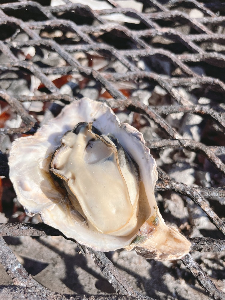 生産者直送【冷凍】　広島県産殻付　牡蠣80〜160g/個